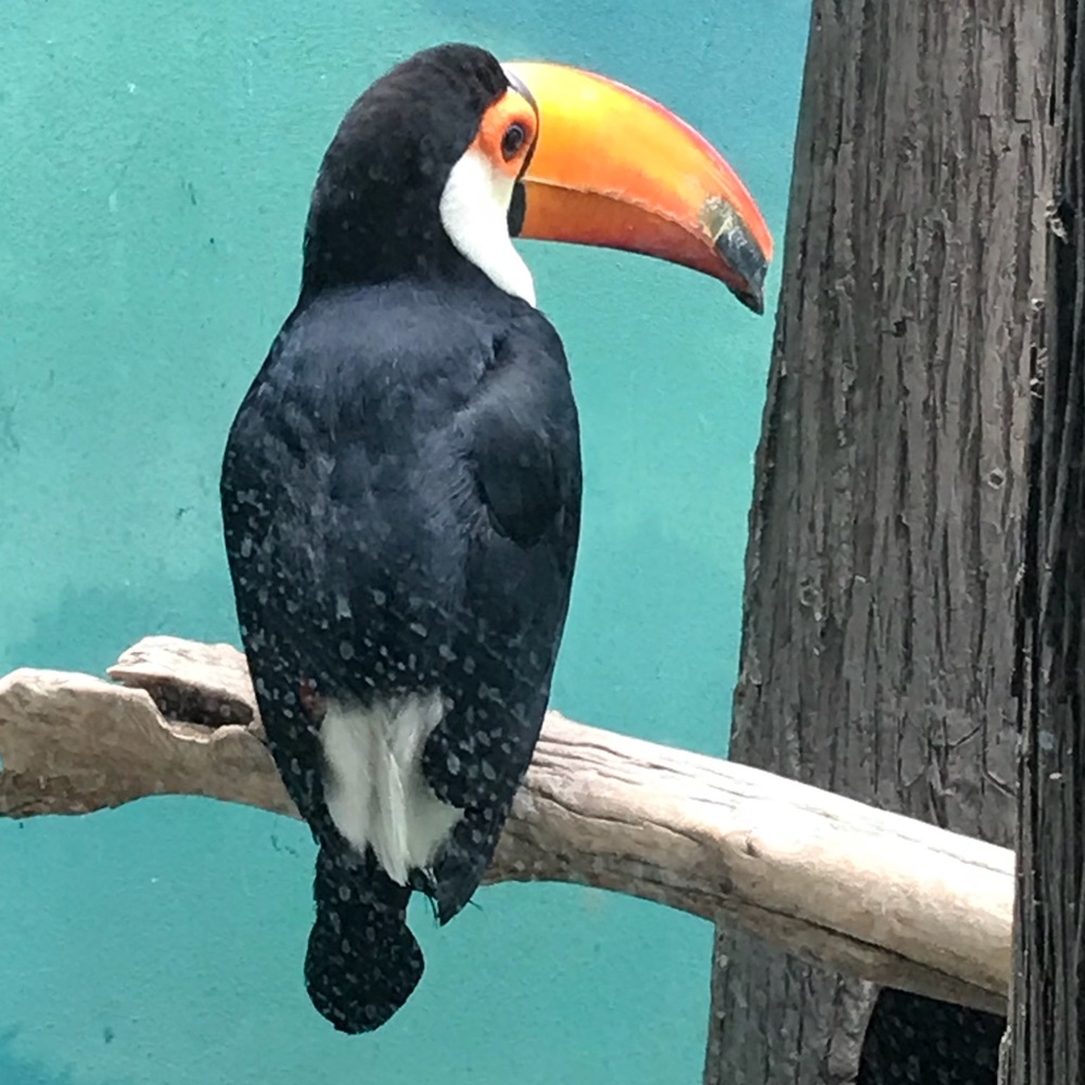 Meet your Posher, Angelika